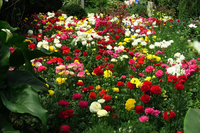 Colorful Flower Garden — Red, Vibrant, Spring, Photograph