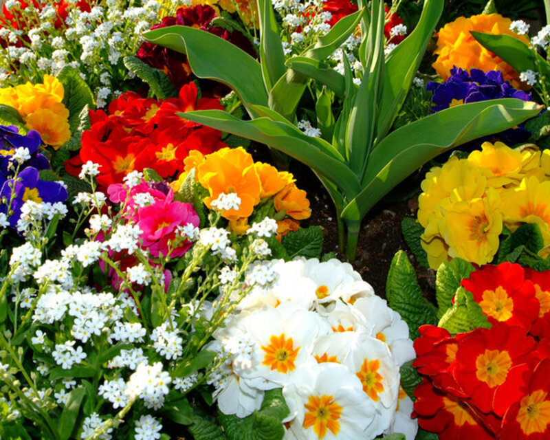 Colorful Flower Garden — Red, Vibrant, Spring
