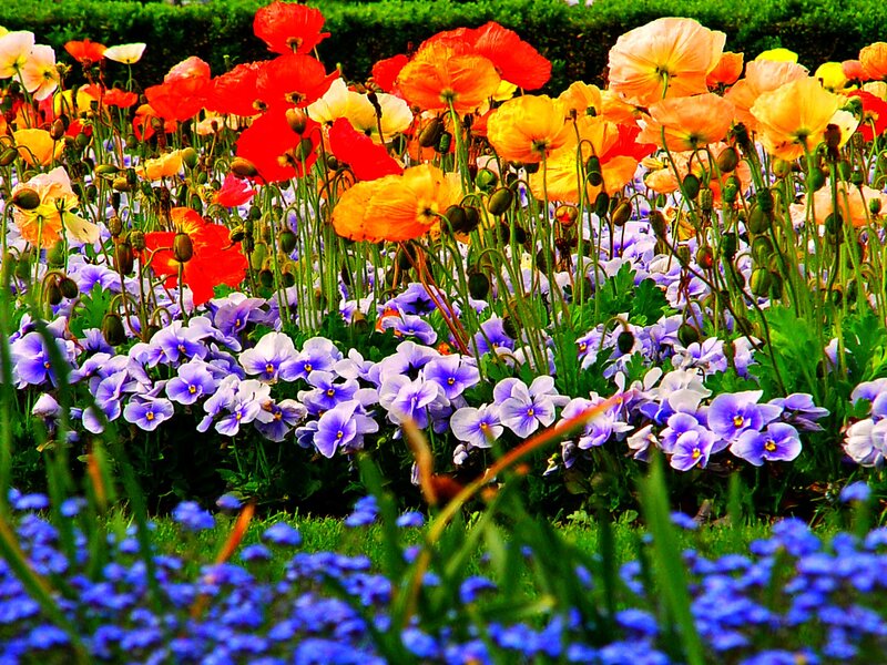 Colorful Flower Garden — Red, Vibrant, Summer, Photograph