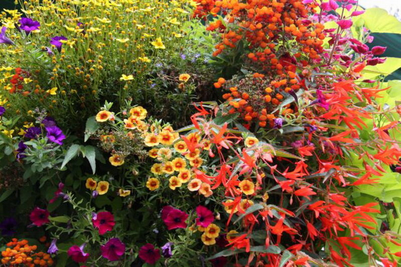 Colorful Flower Garden — Red, Vibrant, Summer