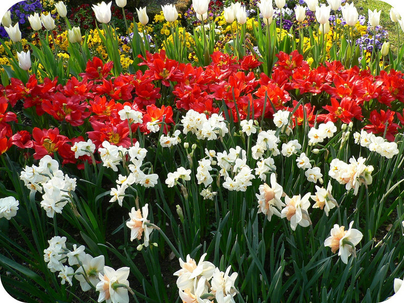 Colorful Flower Garden — Red, Vibrant