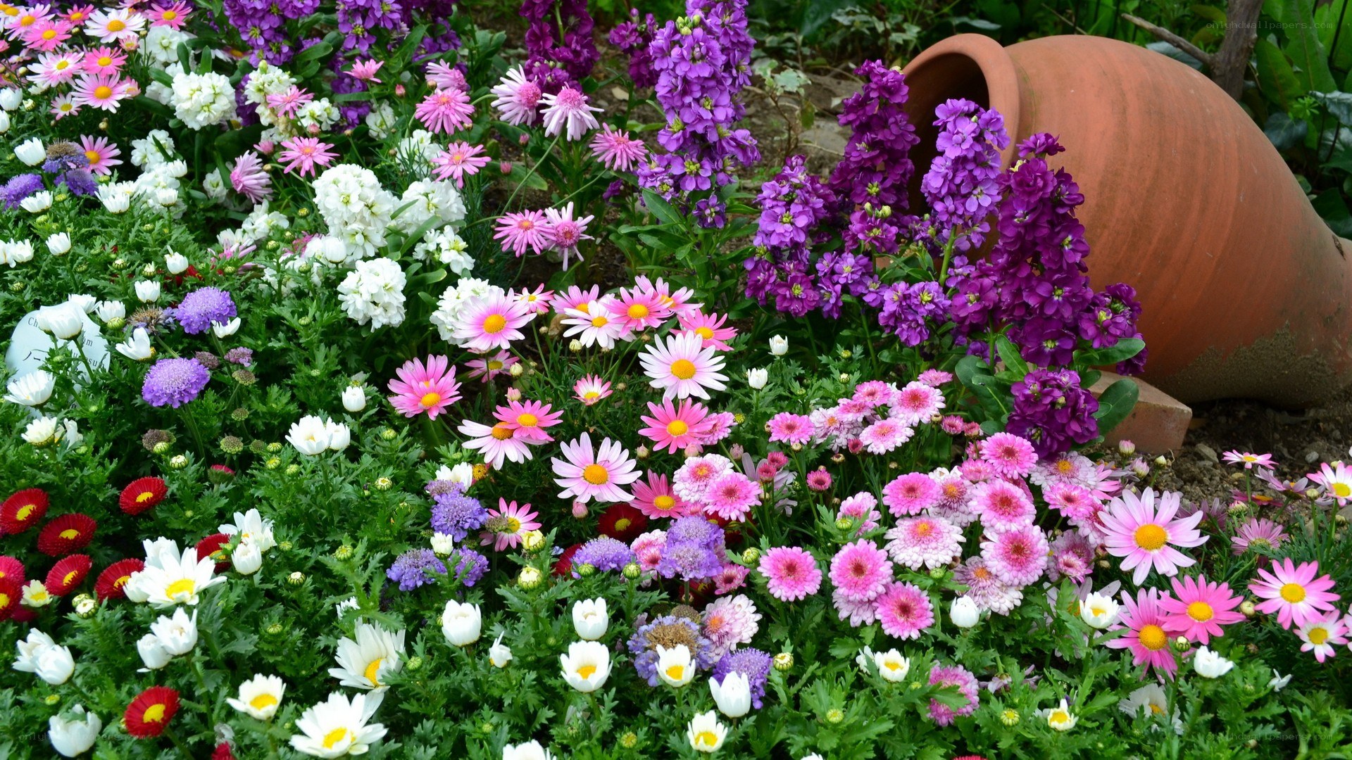 Colorful flower garden scene