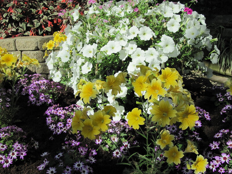 Colorful Flower Garden — White, Bright