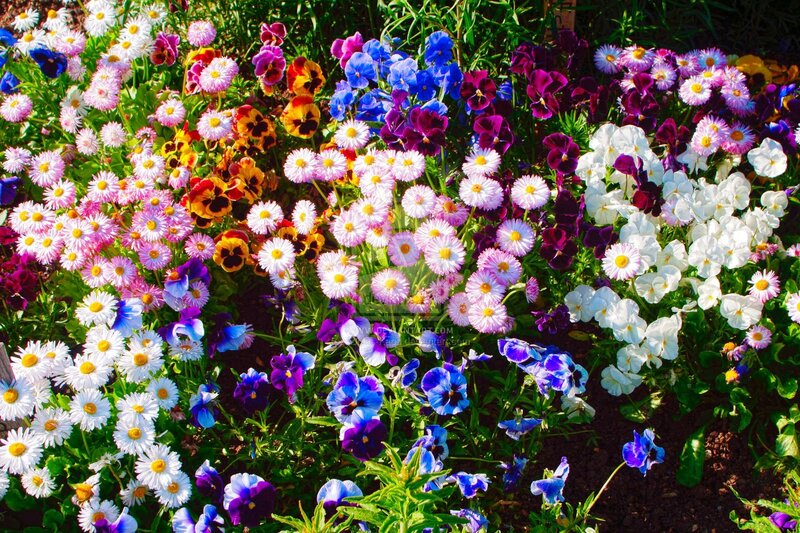 Colorful Flower Garden — White