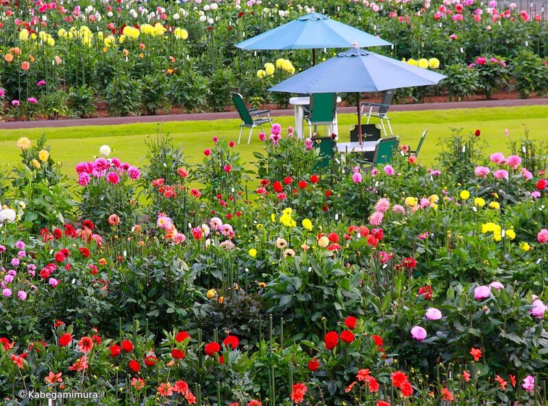 Colorful flower garden with seating