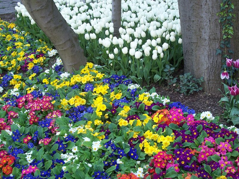 Colorful flower garden with tulips