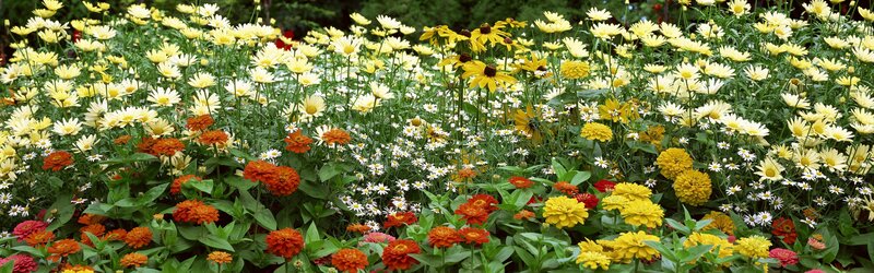 Colorful Flower Garden — Yellow, Bright, Summer