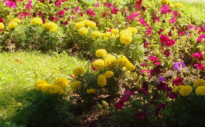Colorful Flower Garden — Yellow, Bright