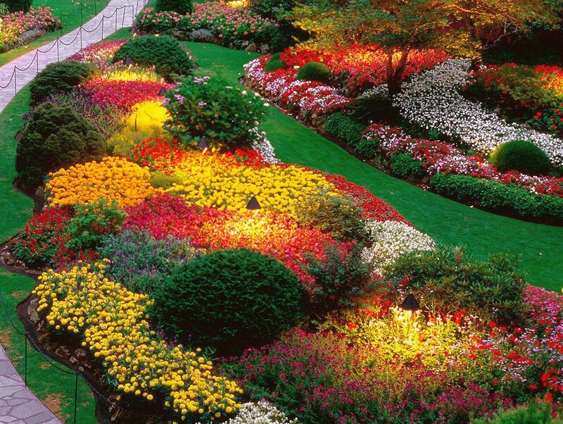 Colorful Flower Garden — Yellow, Vibrant, Night