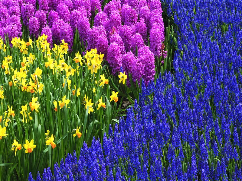 Colorful Flower Garden — Yellow, Vibrant, Spring, Photograph, Daffodils