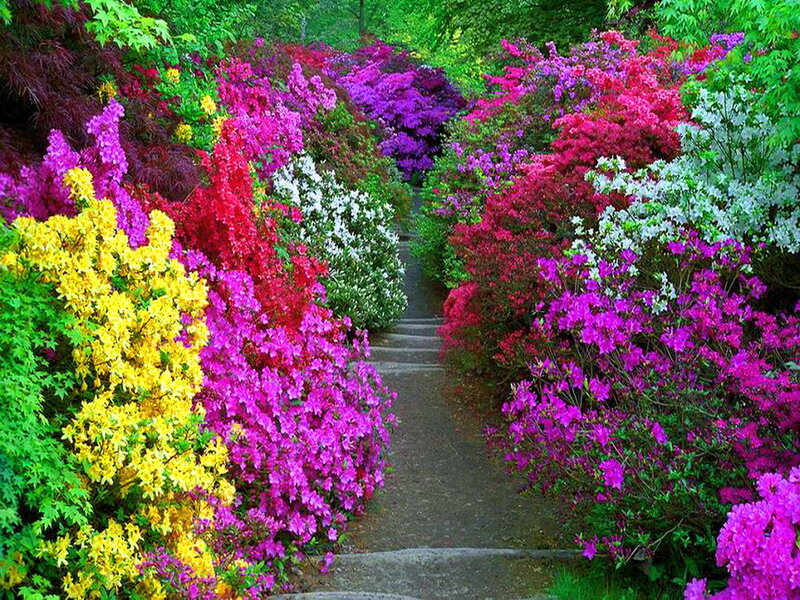 Colorful Flower Garden — Yellow, Vibrant, Spring, Photograph, Path