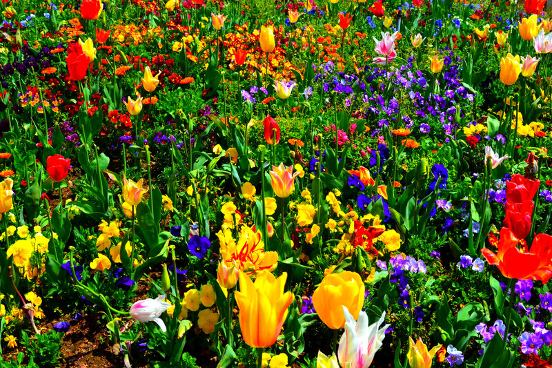 Colorful Flower Garden — Yellow, Vibrant, Spring