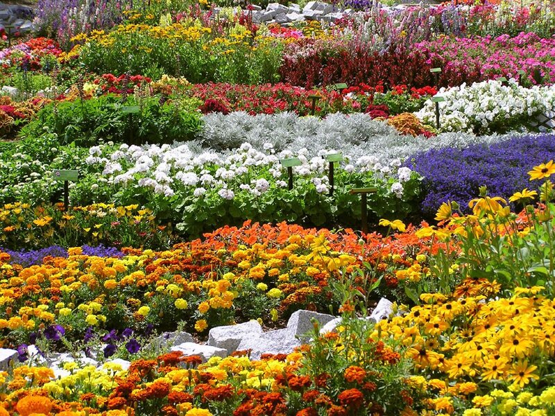 Colorful Flower Garden — Yellow, Vibrant, Summer