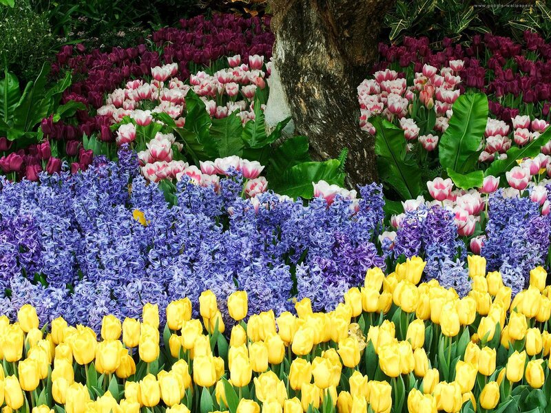 Colorful Flower Garden — Yellow, Vibrant