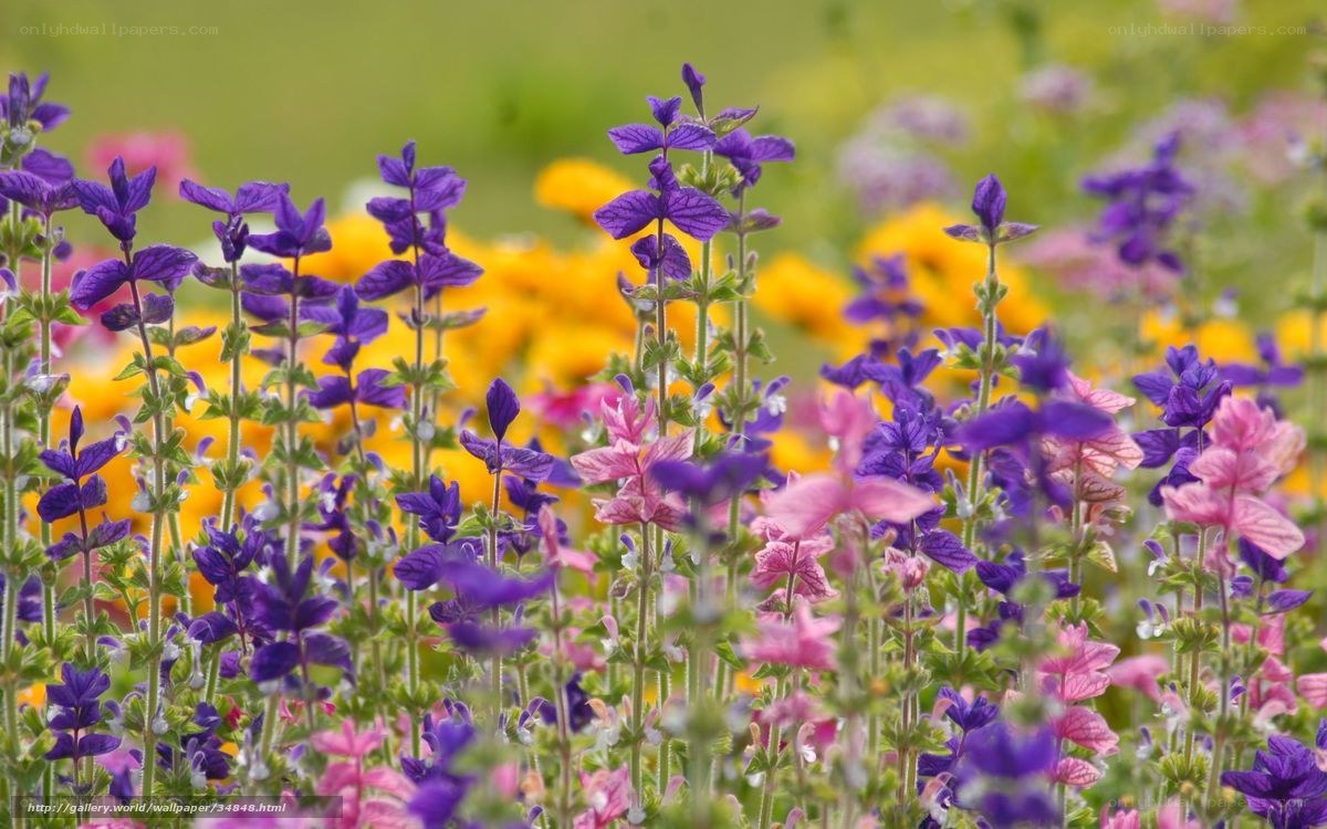 Colorful flower garden