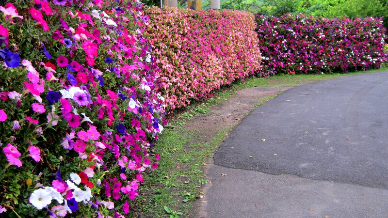 Colorful Flower Hedge