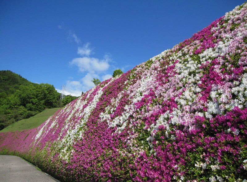 Colorful flower hillside