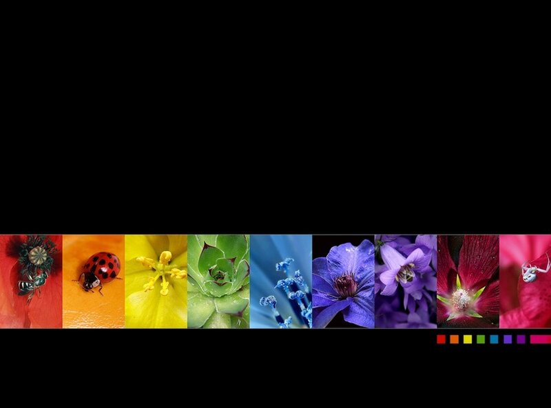 Colorful Flower Images