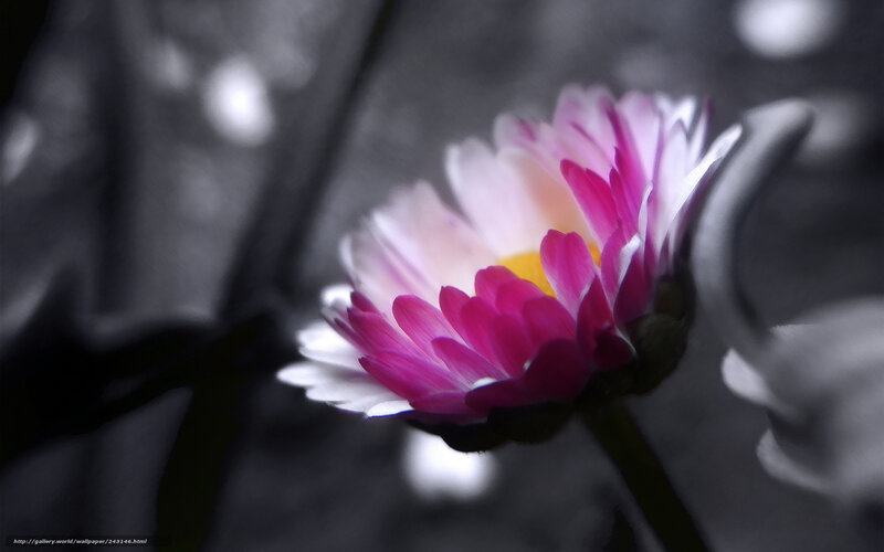 colorful flower in black and white
