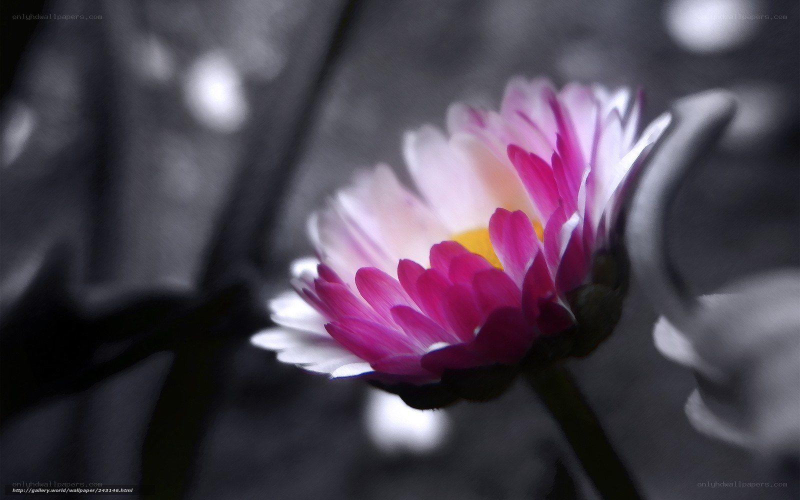 colorful flower in black and white