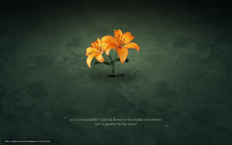 Colorful flower in darkness