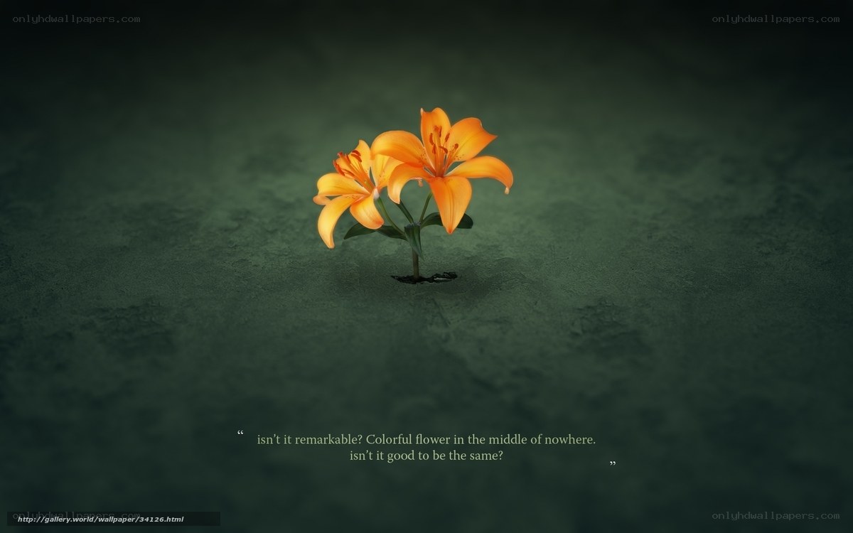 Colorful flower in darkness