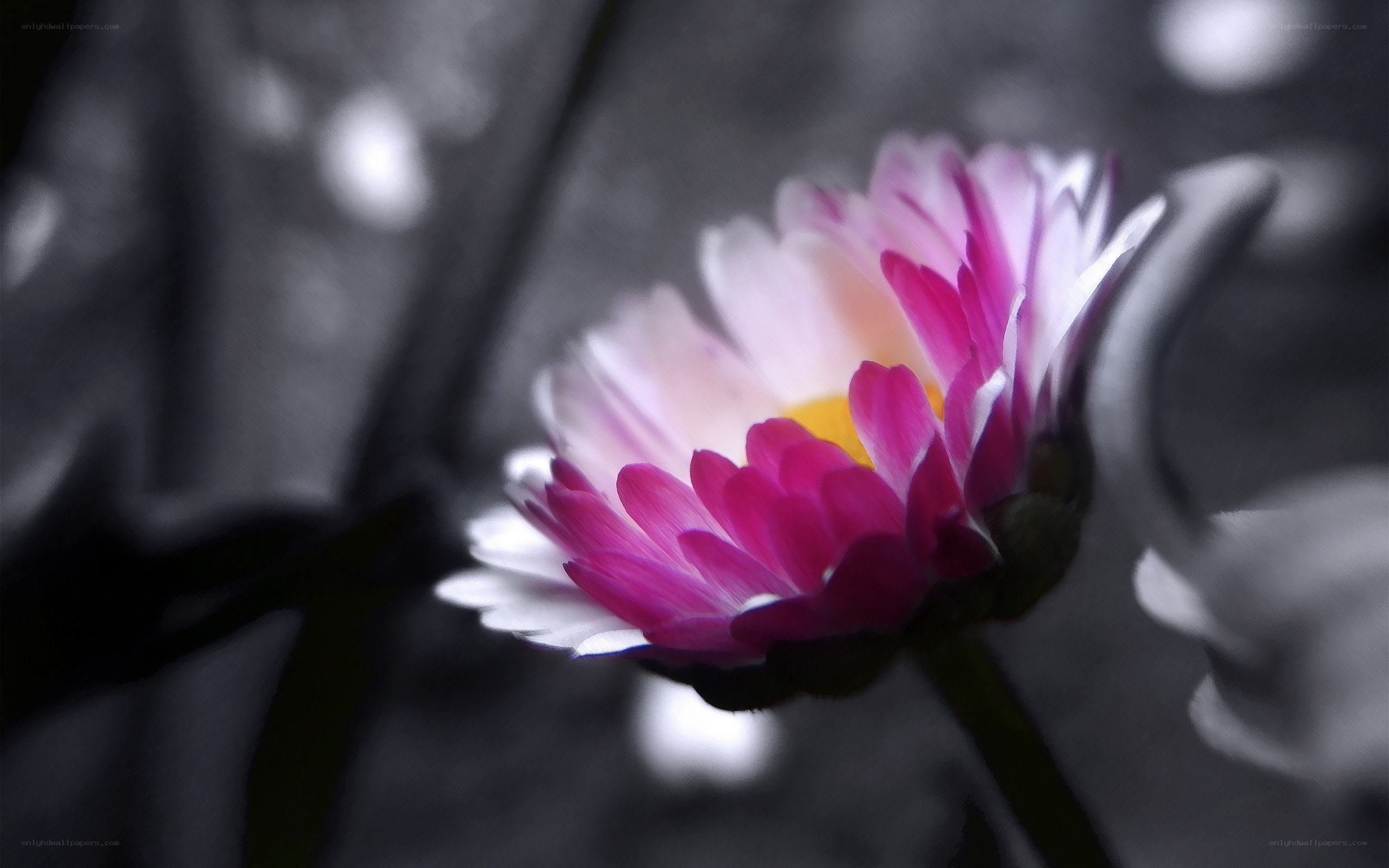 colorful flower in grayscale