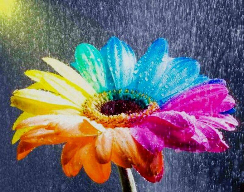 Colorful Flower in Rain