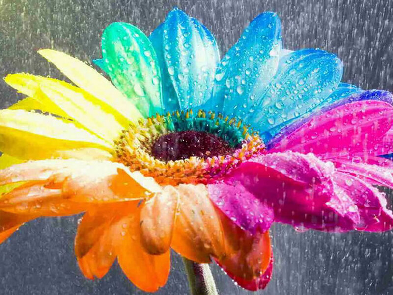 colorful flower in the rain