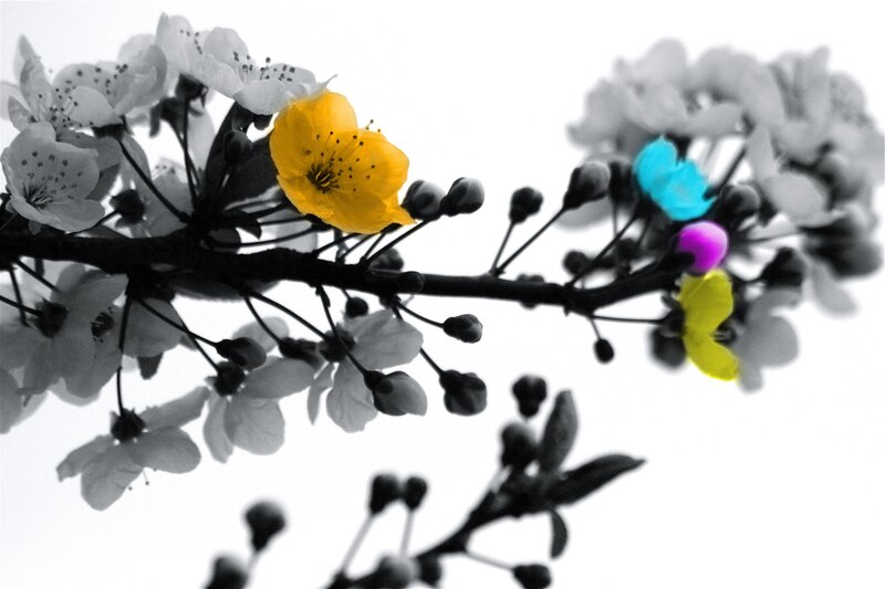 Colorful flower on a branch