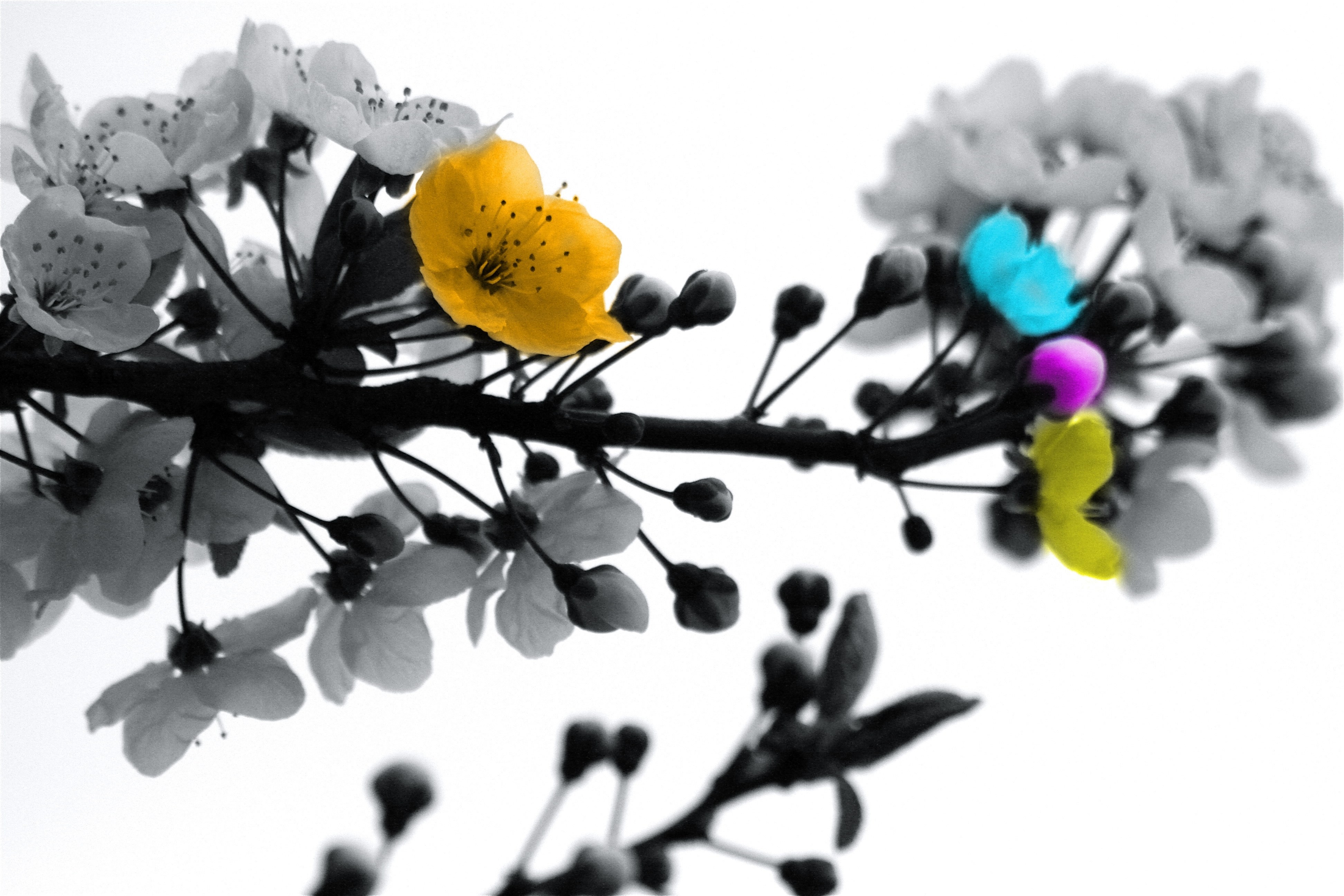 Colorful flower on a branch