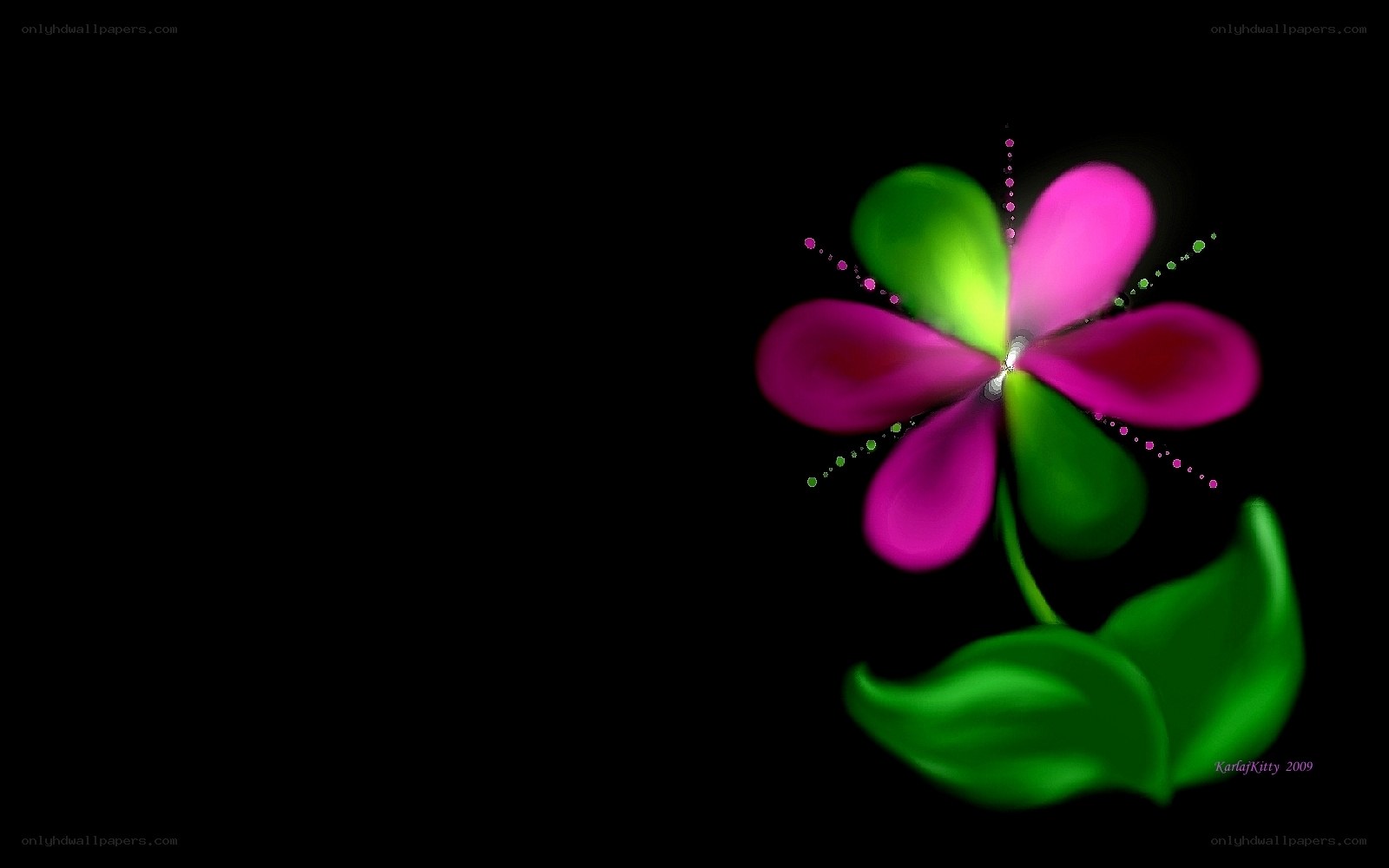 colorful flower on black