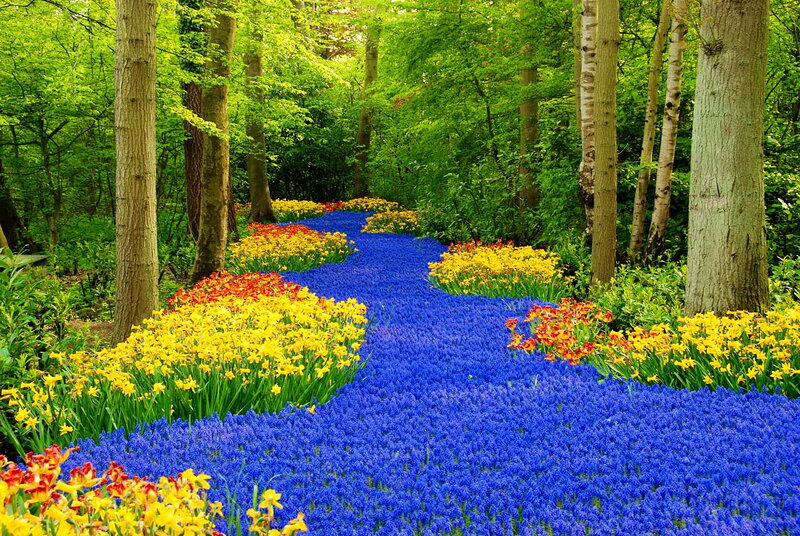 Colorful Flower Path — Blue, Serene, Spring, Photograph