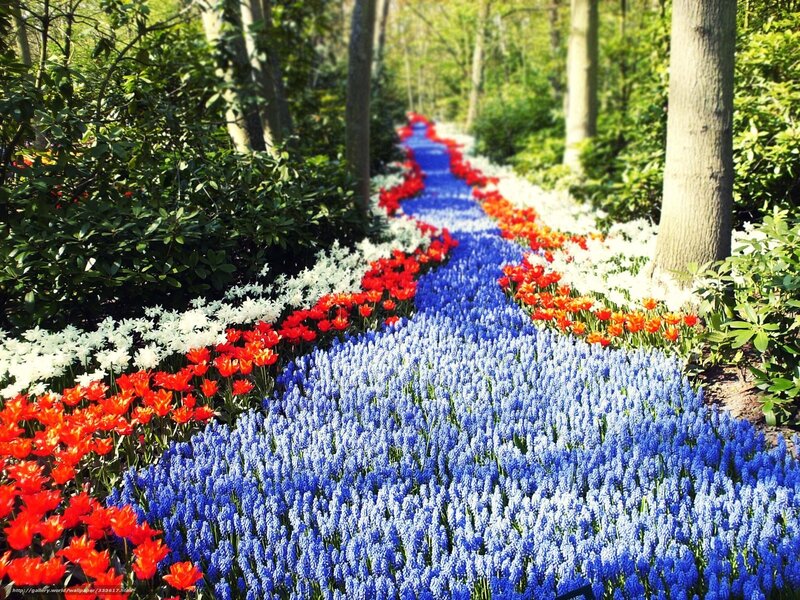 Colorful Flower Path — Blue, Serene, Spring, Photograph, Trees, Flowers