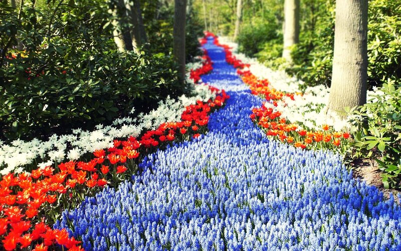 Colorful Flower Path — Blue, Serene, Spring, Photograph, Trees