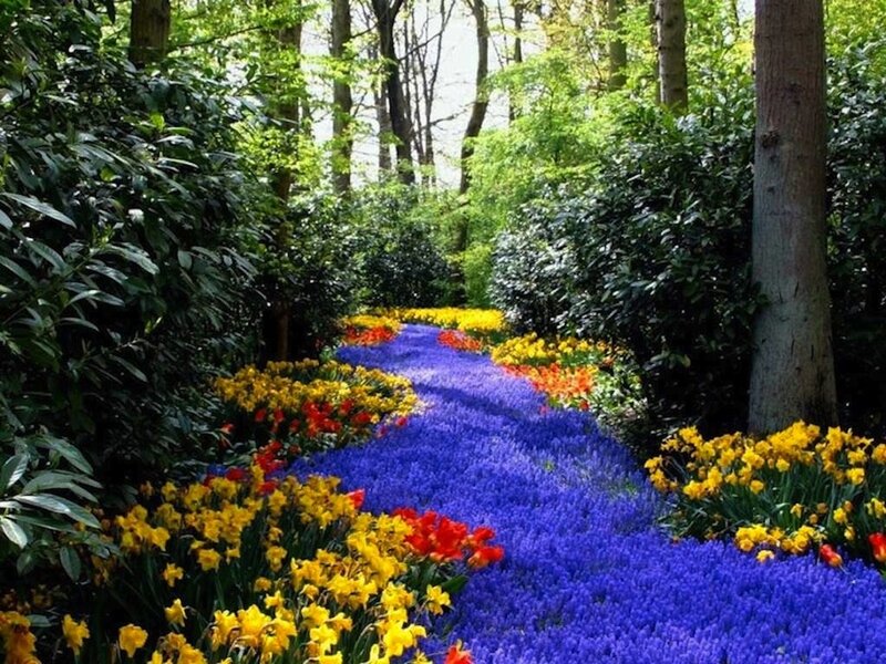 Colorful Flower Path — Blue, Serene, Spring