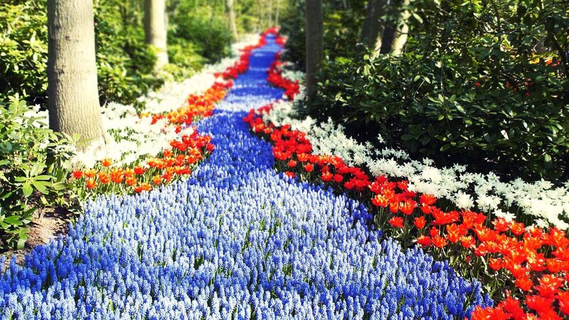 Colorful Flower Path — Blue, Serene