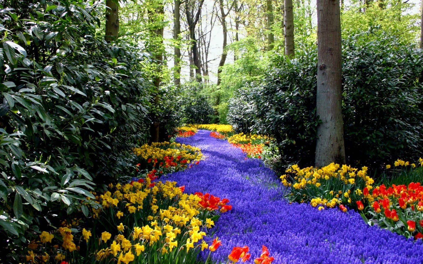 Colorful flower path in forest