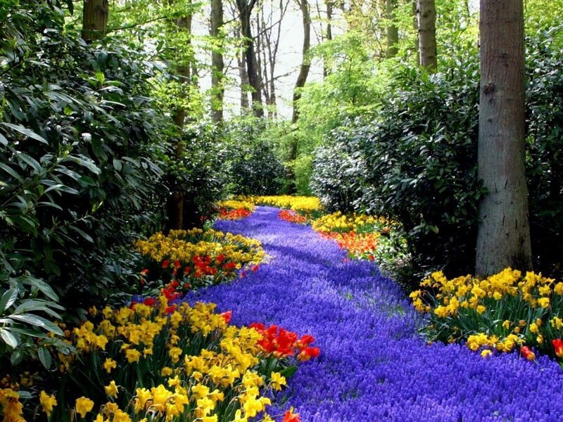 Colorful flower path in forest