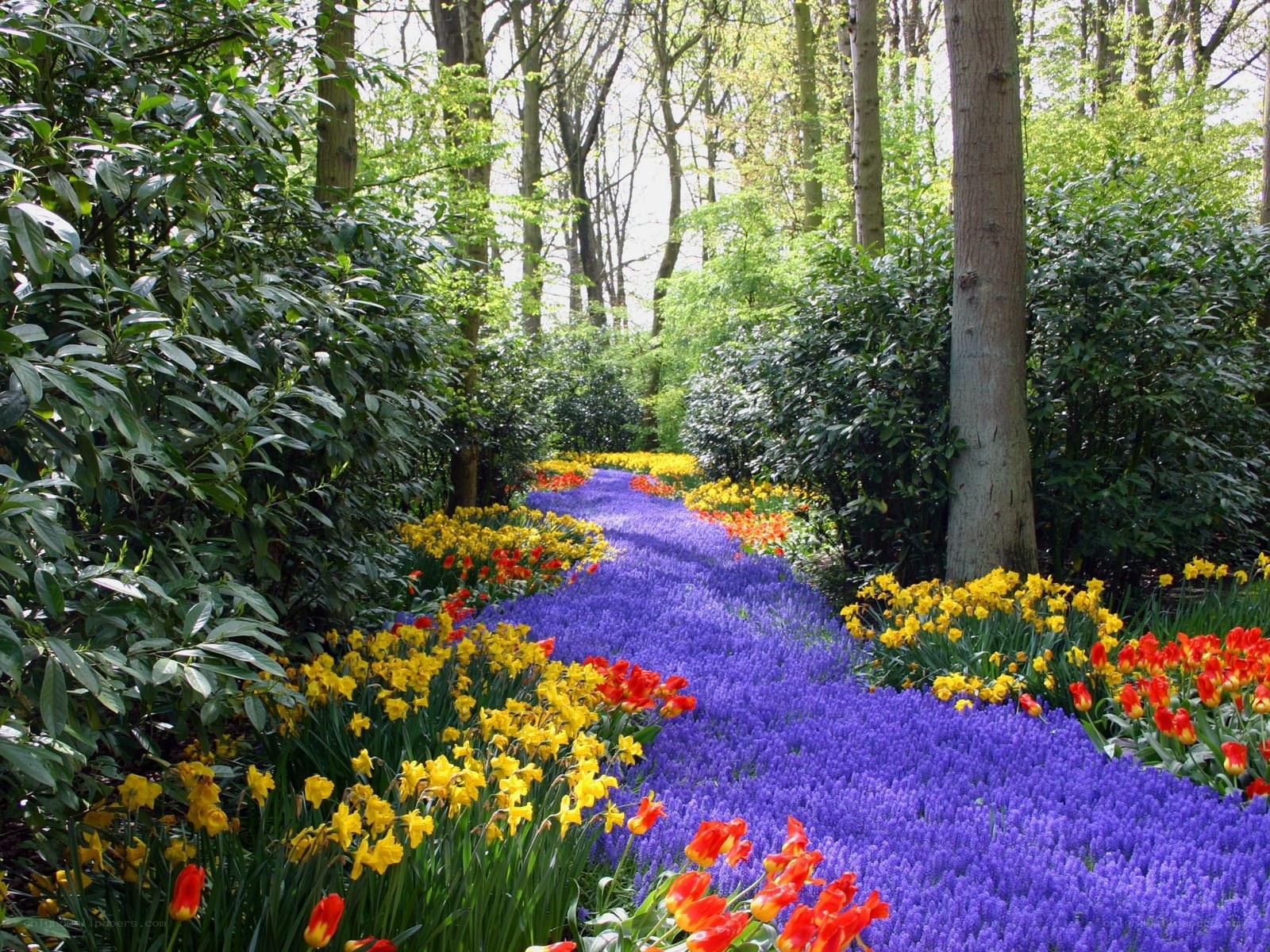Colorful flower path in forest