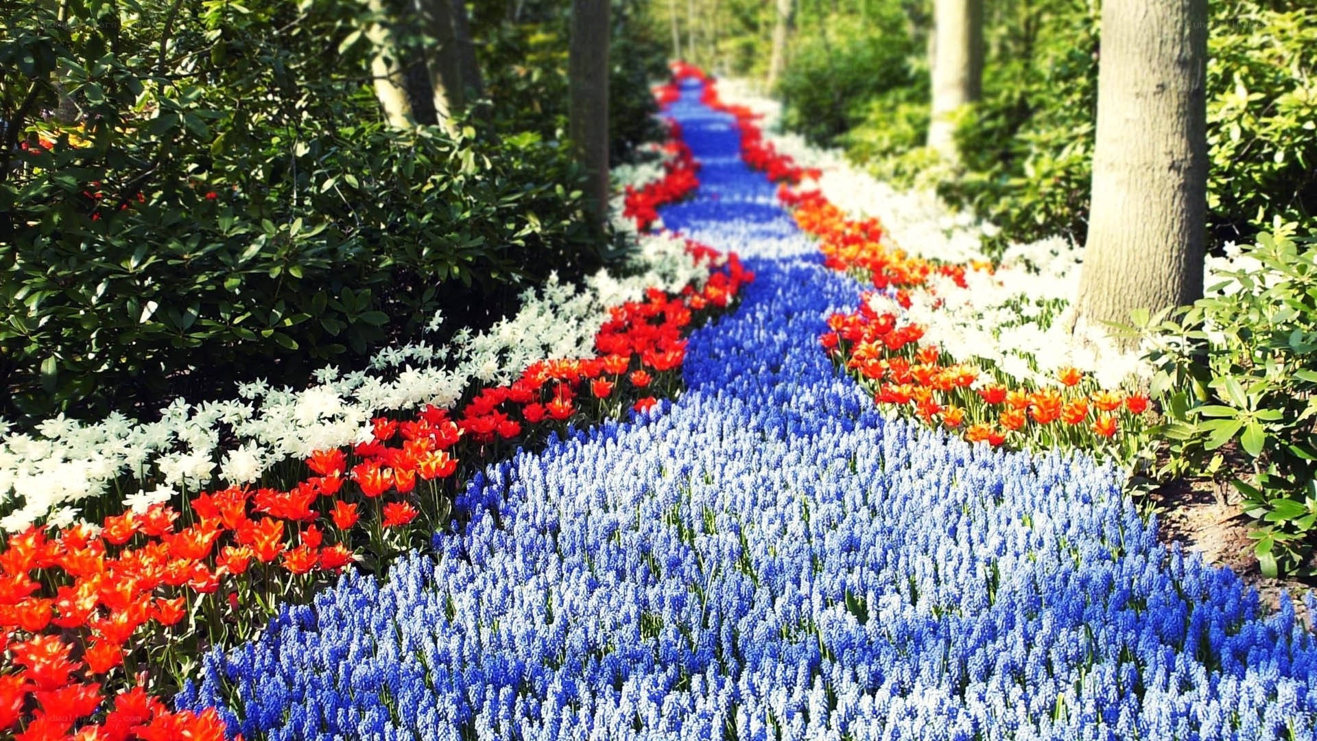Colorful flower path in garden