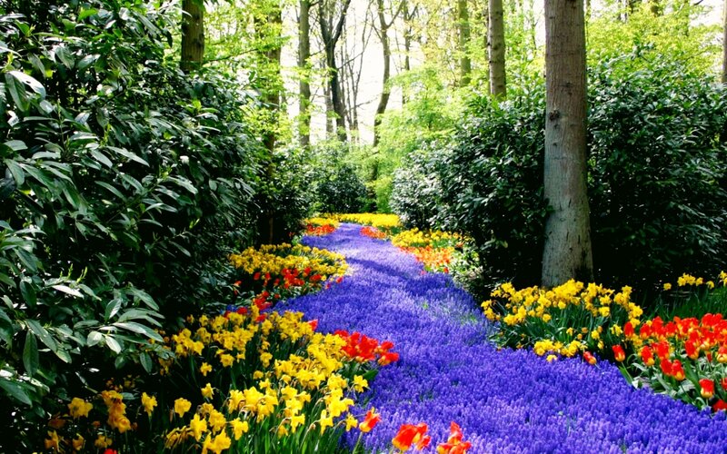 Colorful Flower Path — Purple, Serene