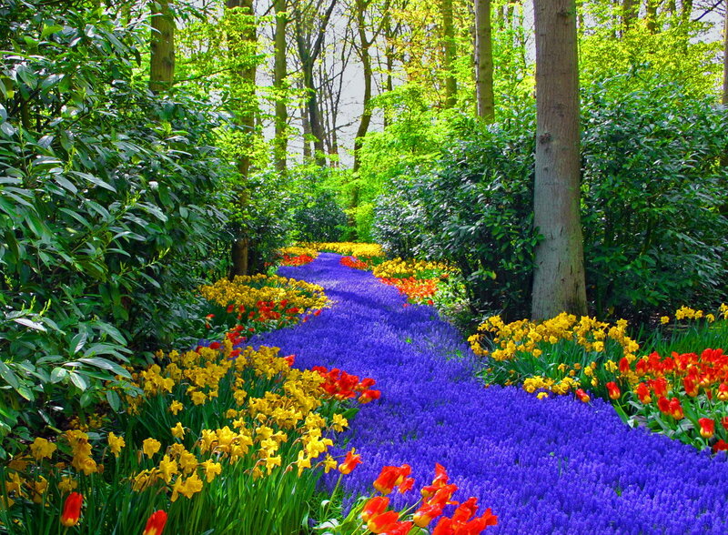 Colorful Flower Path — Purple