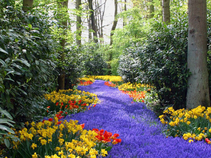 Colorful Flower Path