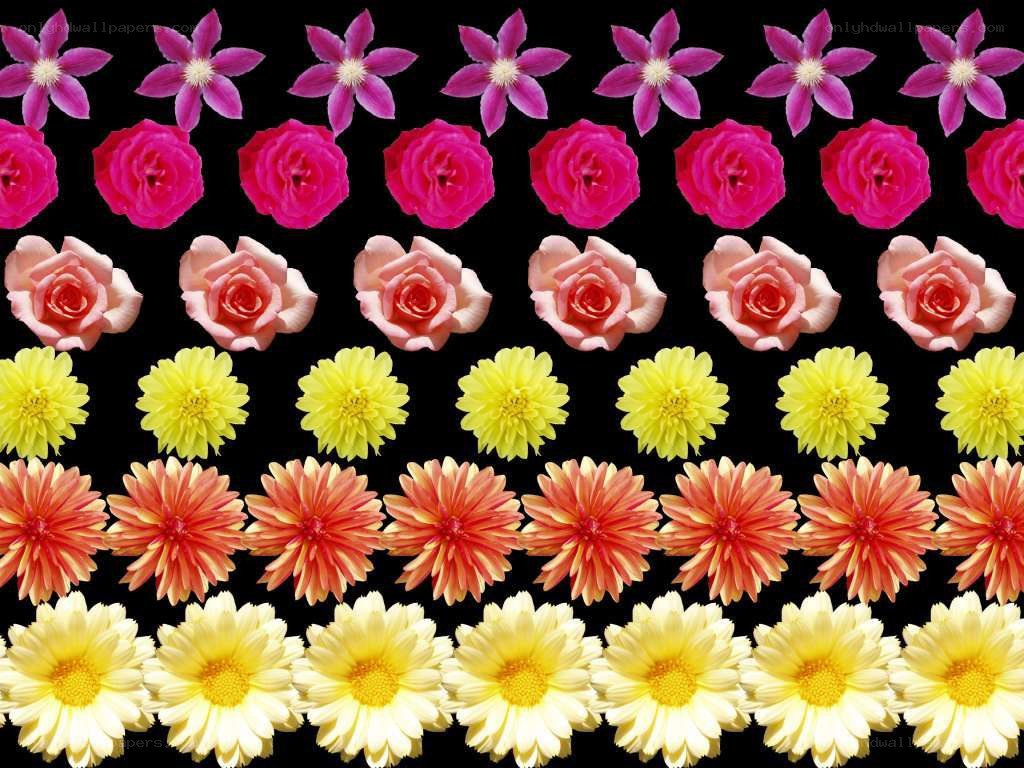 Colorful flower pattern