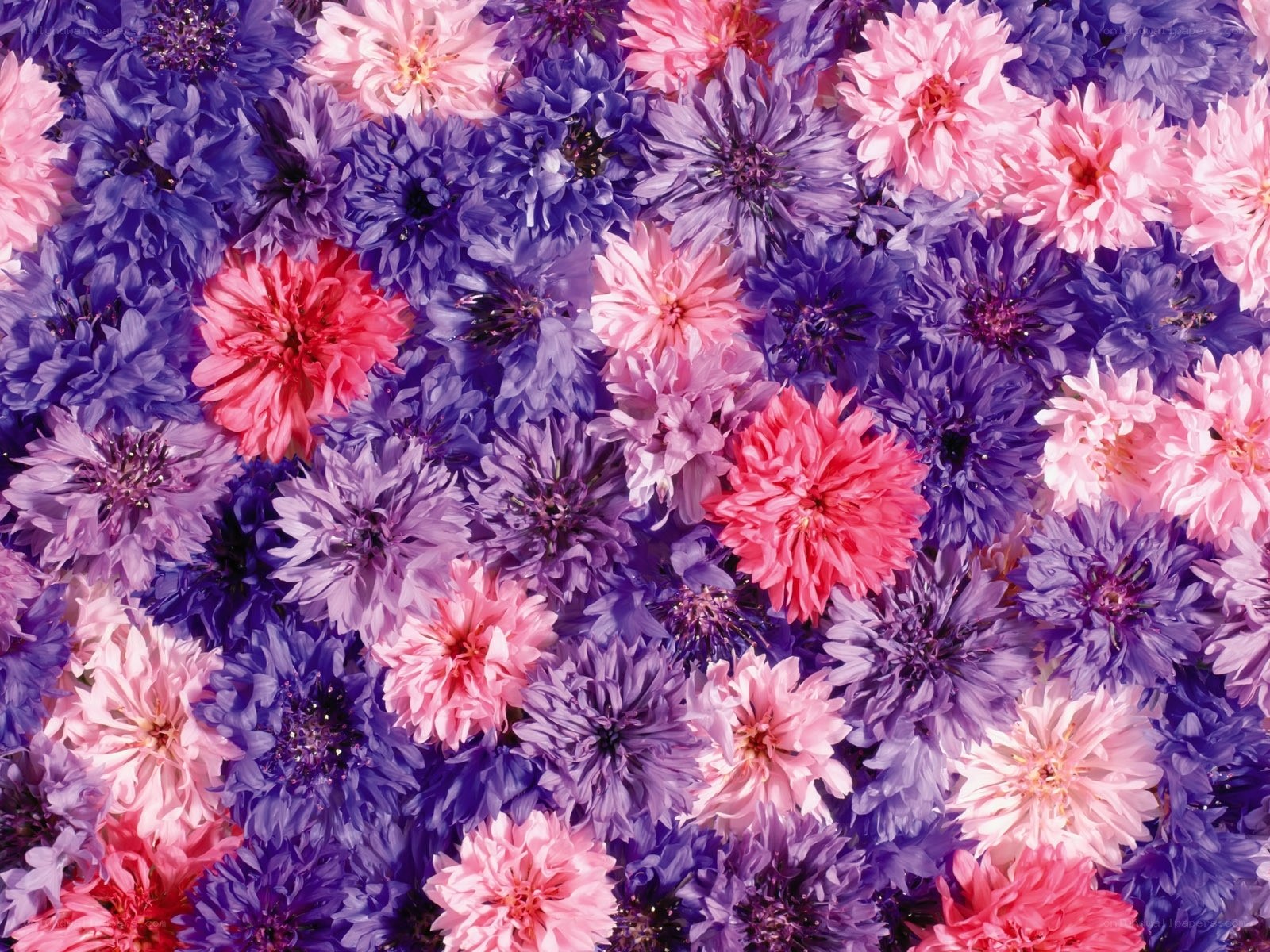 Colorful flower pattern