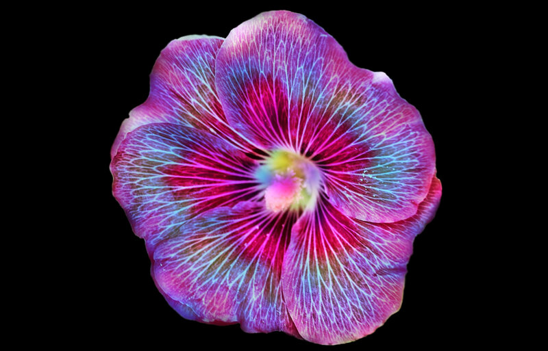 Colorful Flower Petal