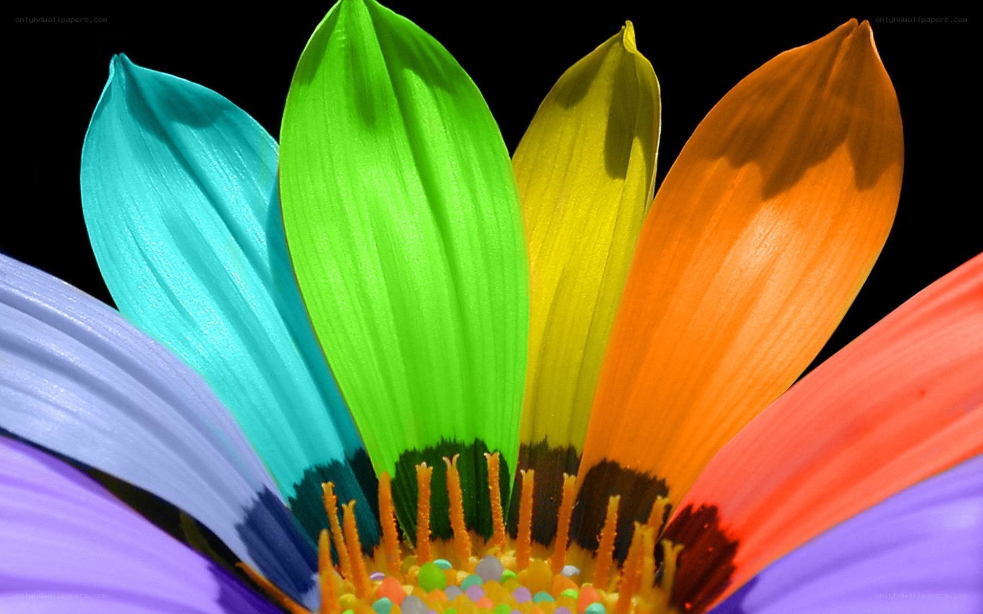 colorful flower petals