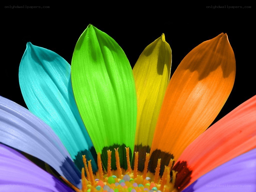 Colorful flower petals
