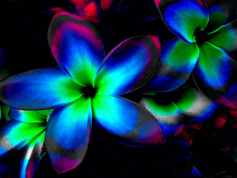 Colorful Flower Petals — Blue